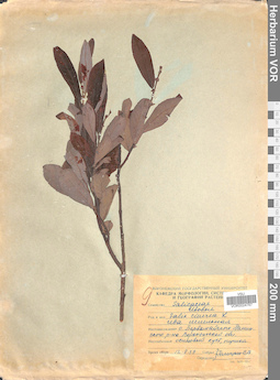 VOR 0024767
