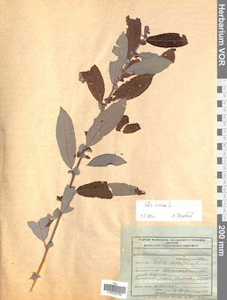 VOR 0024766