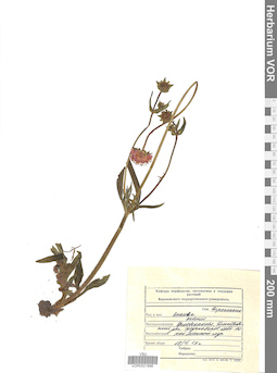 VOR 0021898