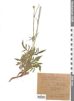 VOR 0021896