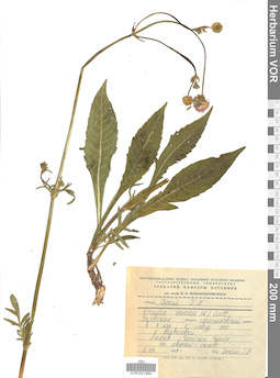 VOR 0021894