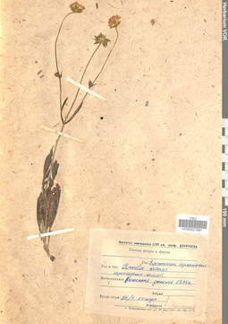 VOR 0021891