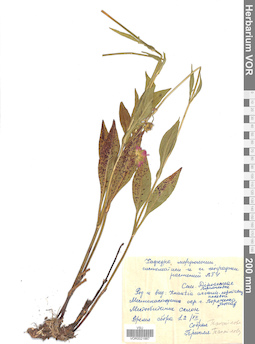 VOR 0021887