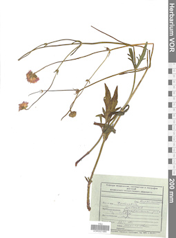 VOR 0021885