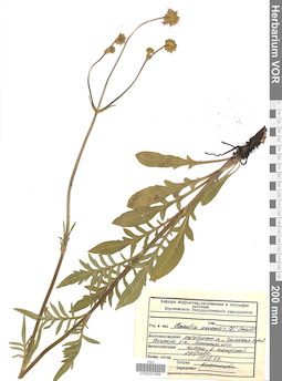 VOR 0021884