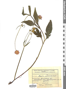 VOR 0021882