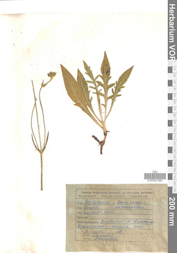 VOR 0021881