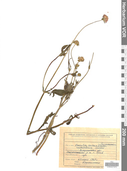 VOR 0021878
