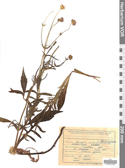 VOR 0021876