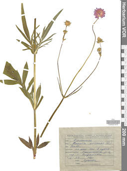 VOR 0021875
