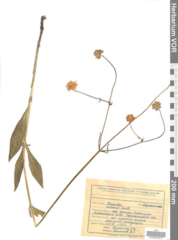 VOR 0021874