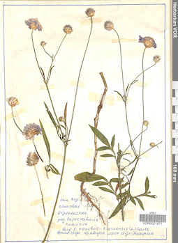 VOR 0021871