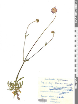 VOR 0021867