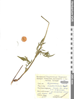VOR 0021863