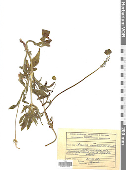 VOR 0021858