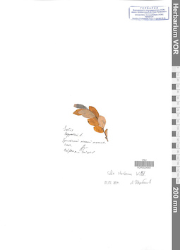 VOR 0024561