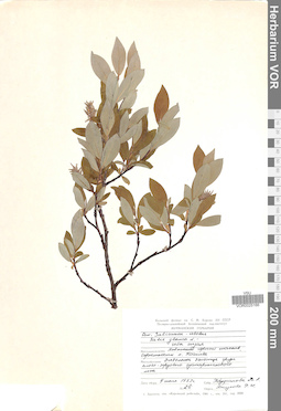 VOR 0025166