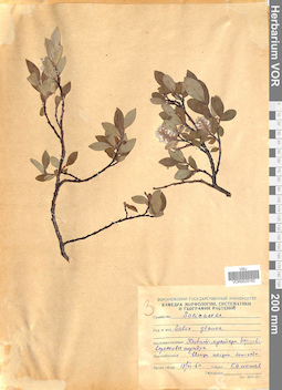 VOR 0025162