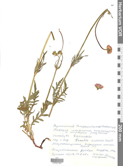 VOR 0021856