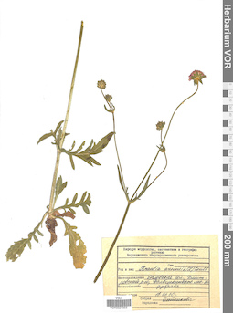 VOR 0021855