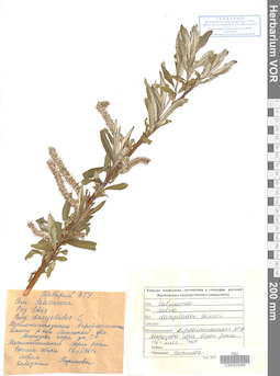 VOR 0025089