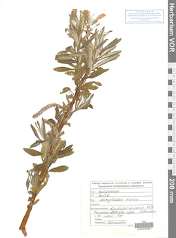 VOR 0025084