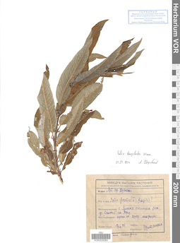VOR 0025083