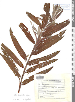 VOR 0025078