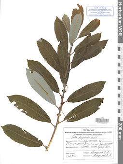 VOR 0025073