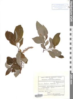 VOR 0025087