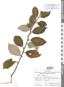 VOR 0025086