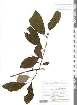 VOR 0025082