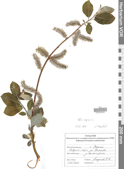 VOR 0025081