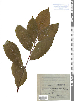 VOR 0025077