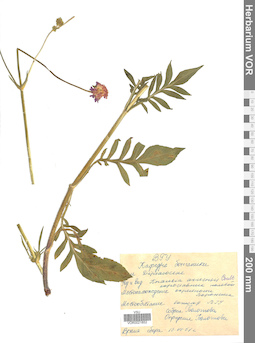 VOR 0021852