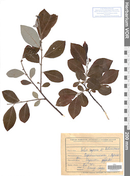 VOR 0025071