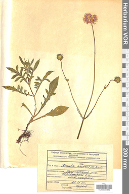 VOR 0021849