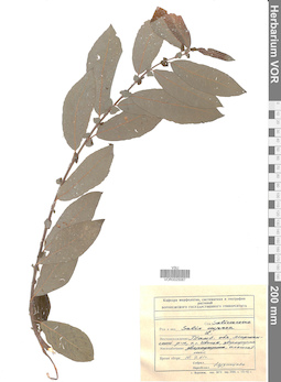 VOR 0025067