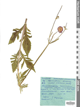 VOR 0021850