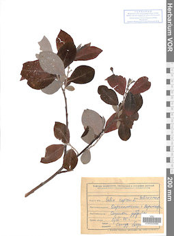 VOR 0025066