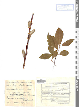 VOR 0025062