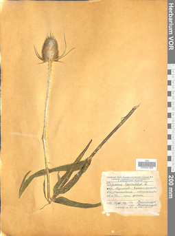 VOR 0021655