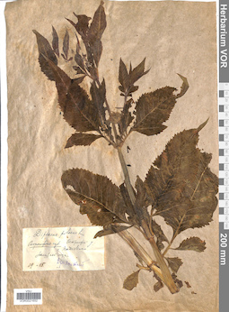 VOR 0021652