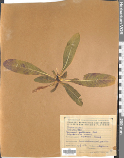 VOR 0021650