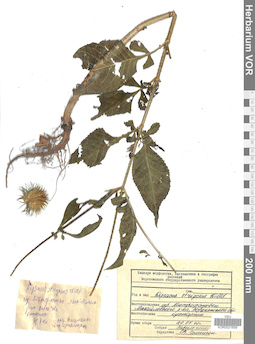 VOR 0021659