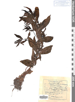 VOR 0015691