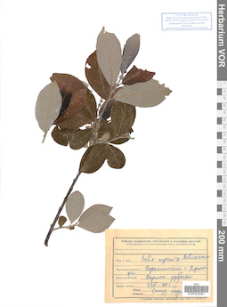 VOR 0025061