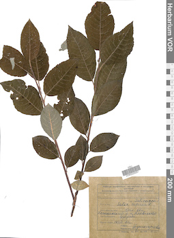 VOR 0025057