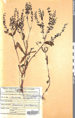 VOR 0015687