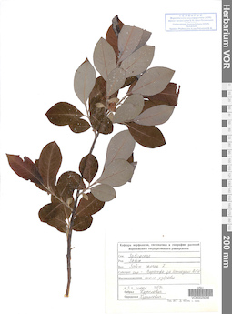 VOR 0025056
